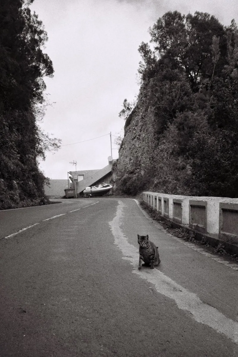 Gatto e barca poster da Mane