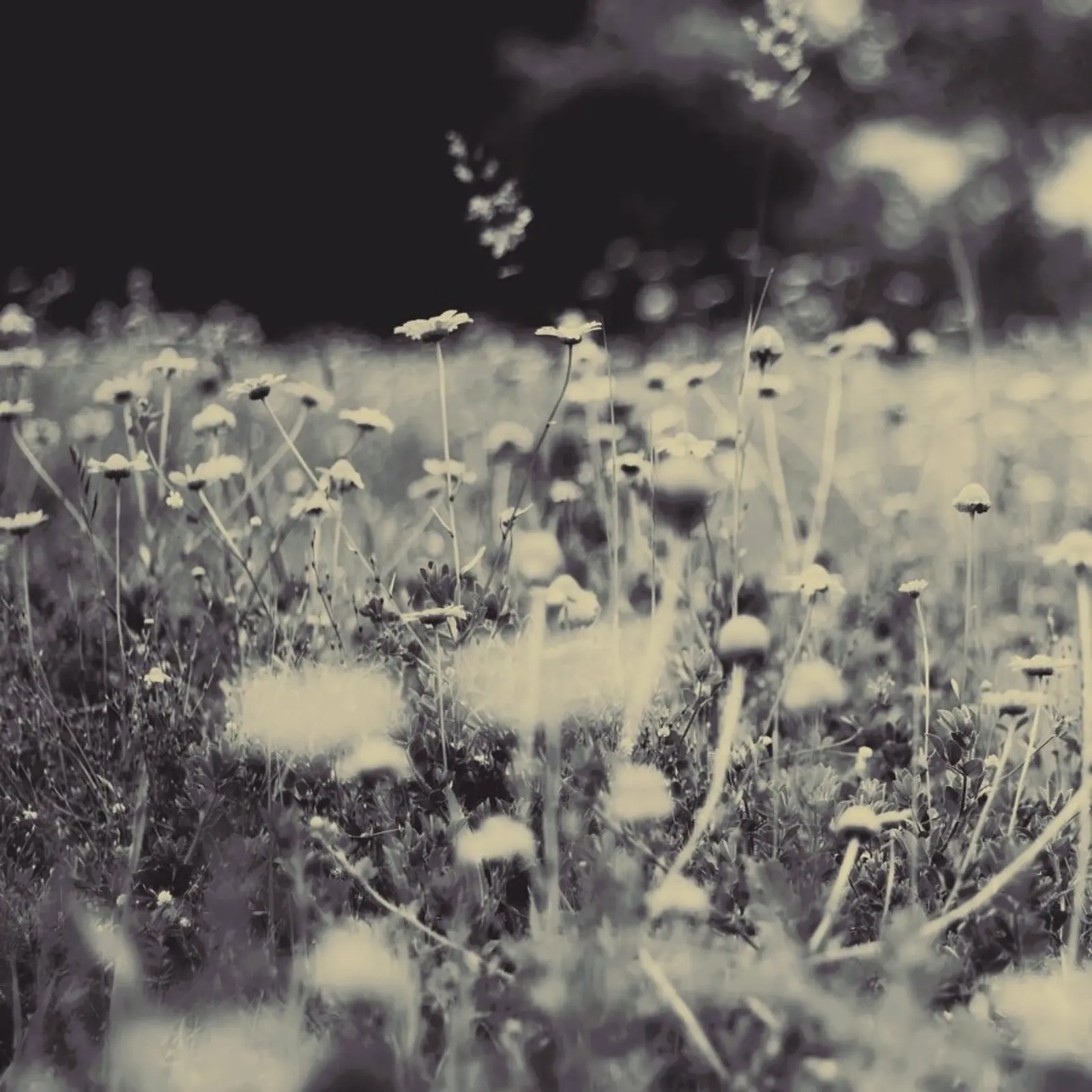 wild and free hahnemühle by Ingrid Beddoes
