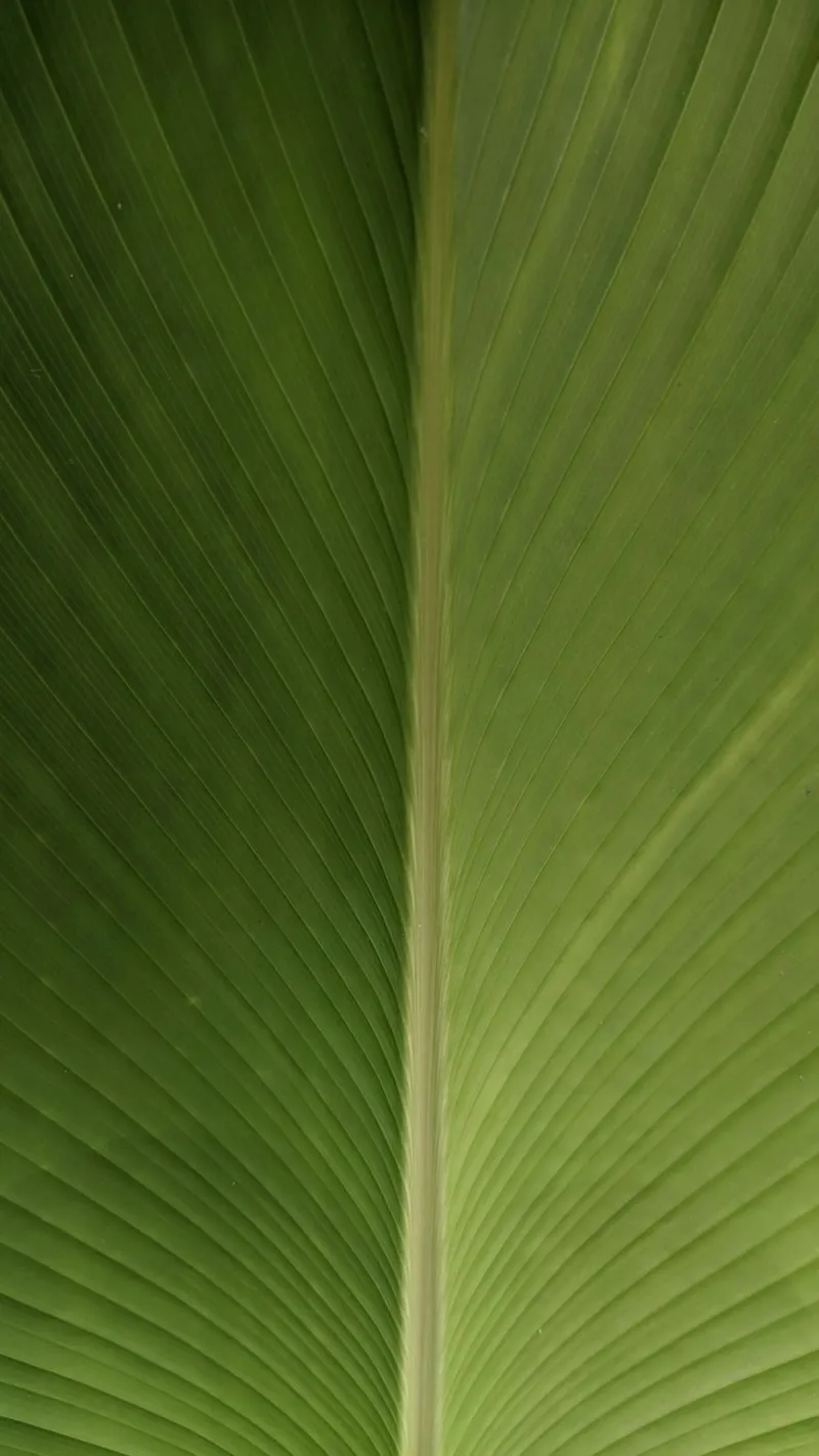 Banana leaf tela con Cornice a cassetta da lesuki