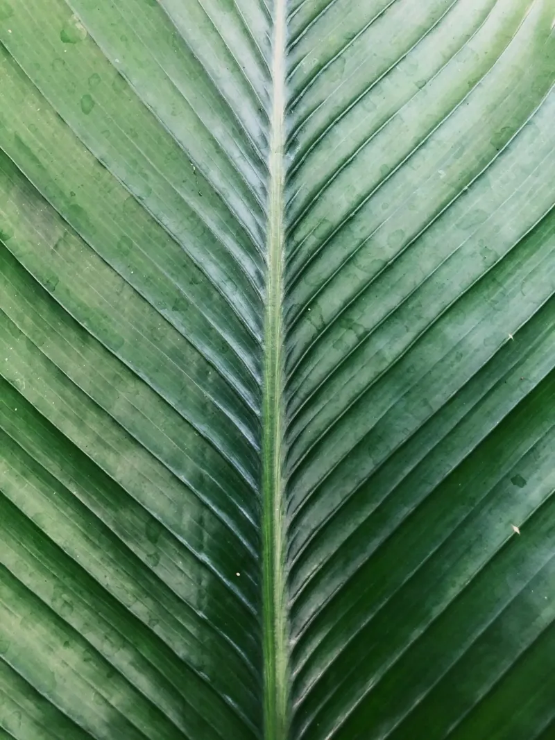 Palm leaf canvas with Floater frame by lesuki