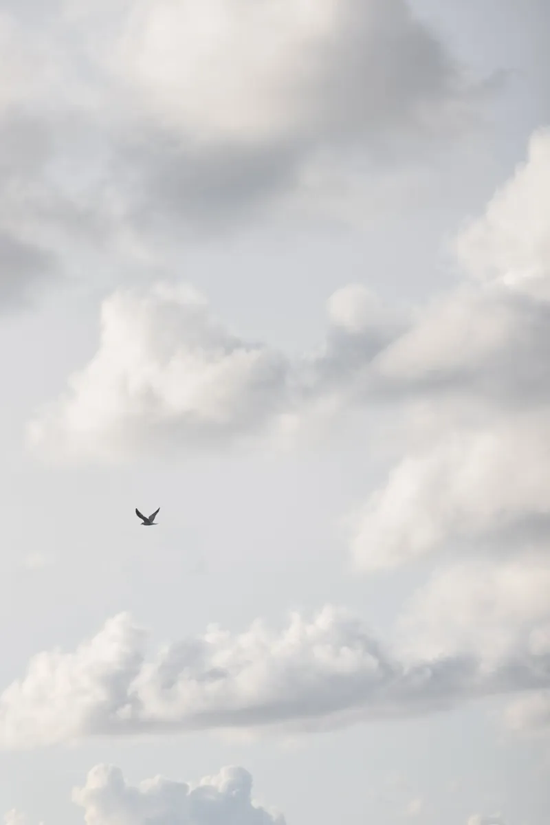 Free As A Bird 2 plexiglass da Mareike Böhmer Photography