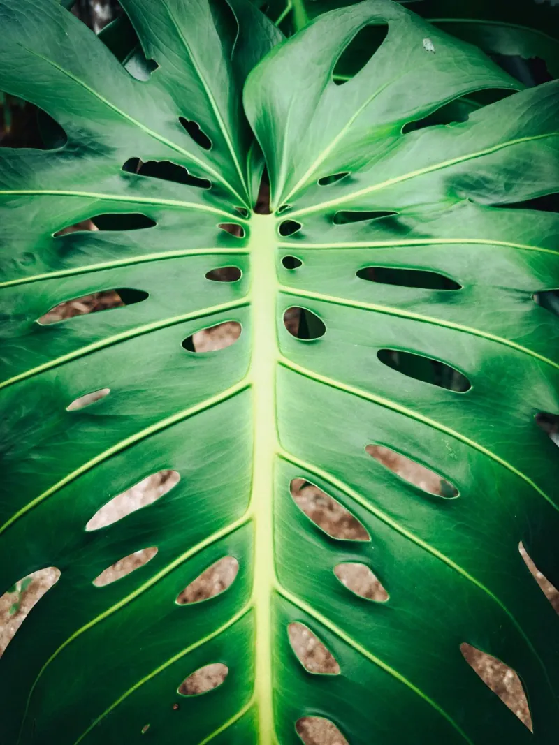 Foglia verde con fori poster da Earthly Visions