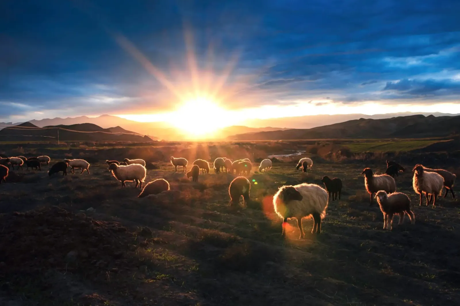 Die friedliche Schar in Sunse Leinwand mit Schattenfugenrahmen von Nature's Palette