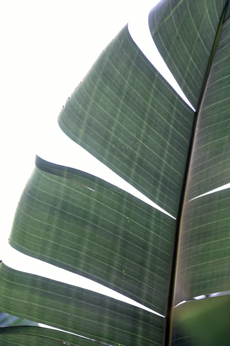 Banana leaf tela con Cornice a cassetta da Earthly Visions