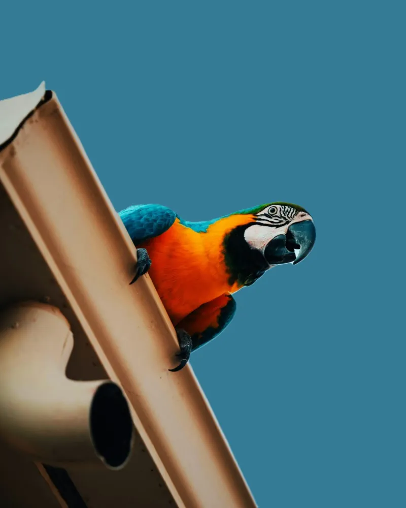 Pappagallo in volo poster con telaio in plastica da Nature's Palette