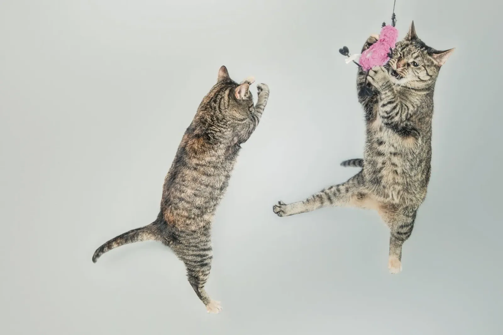 cats playing canvas met Baklijst van vintageshop