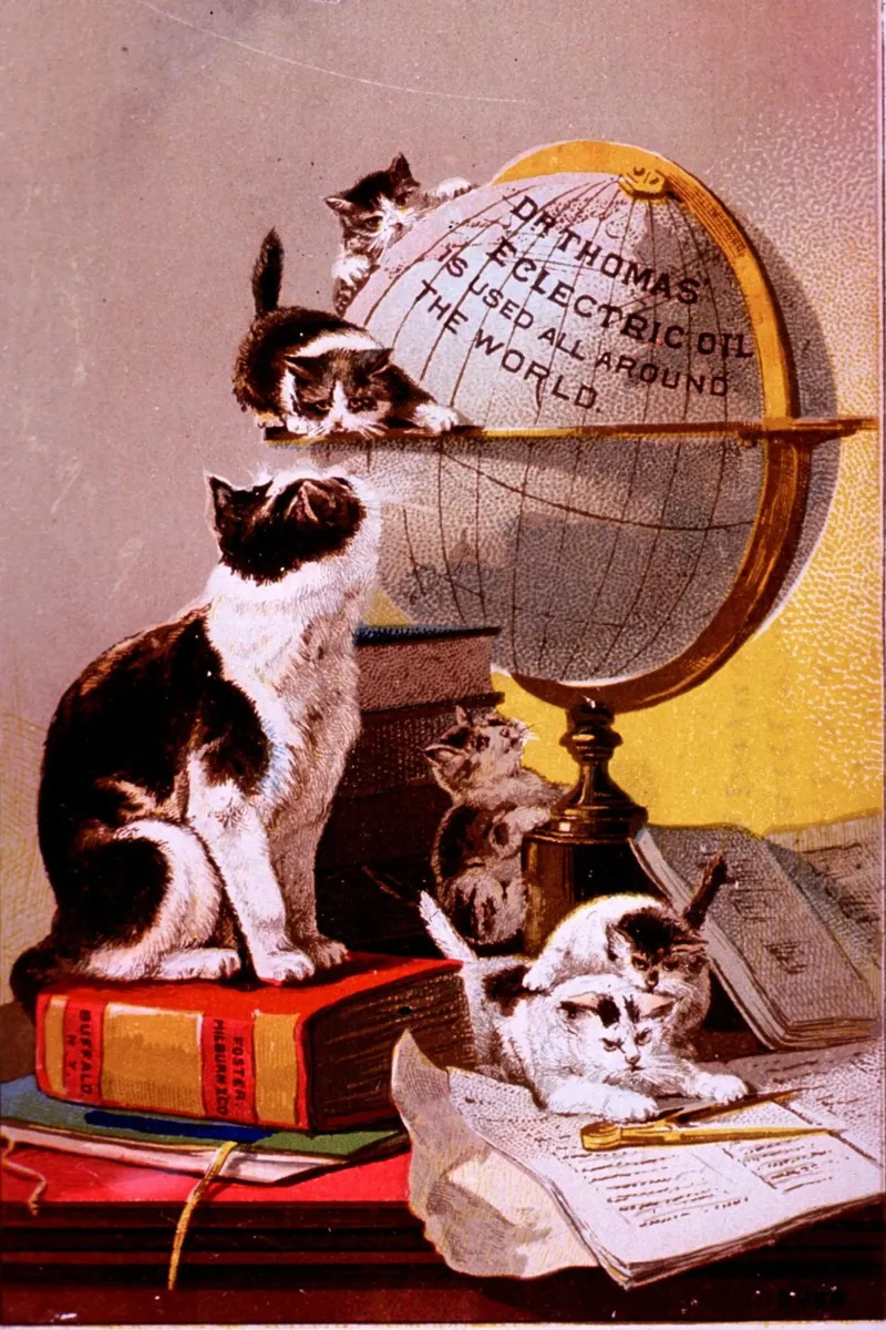 mother cat and her five kittens poster con telaio in alluminio da vintageshop