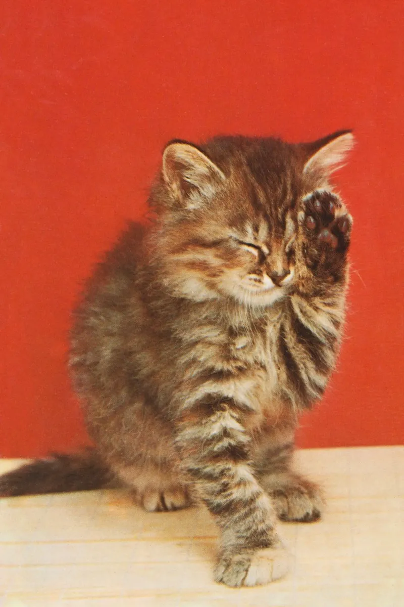 Cat with a paw up to its closed eyes poster con telaio in plastica da vintageshop