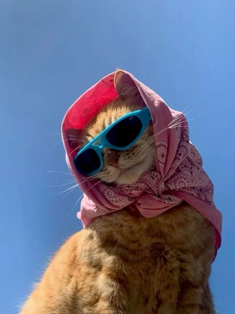 fashion cat with towel tela con Cornice a cassetta da jasnet