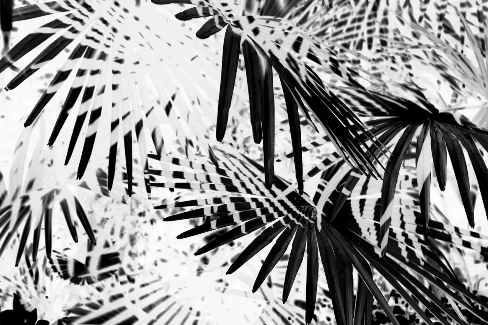 Nature Shadows pellicola backlit da Hey Vincent