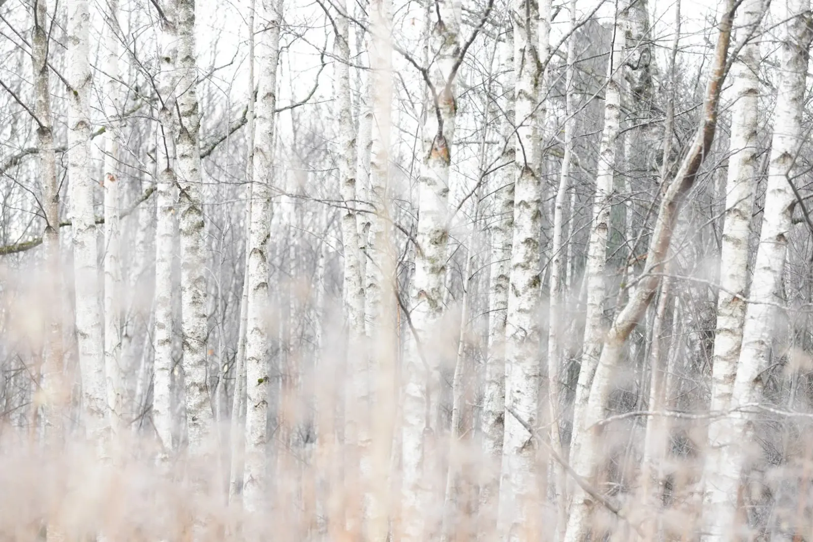 Birch Trees and Grass 1 tela da Mareike Böhmer Photography
