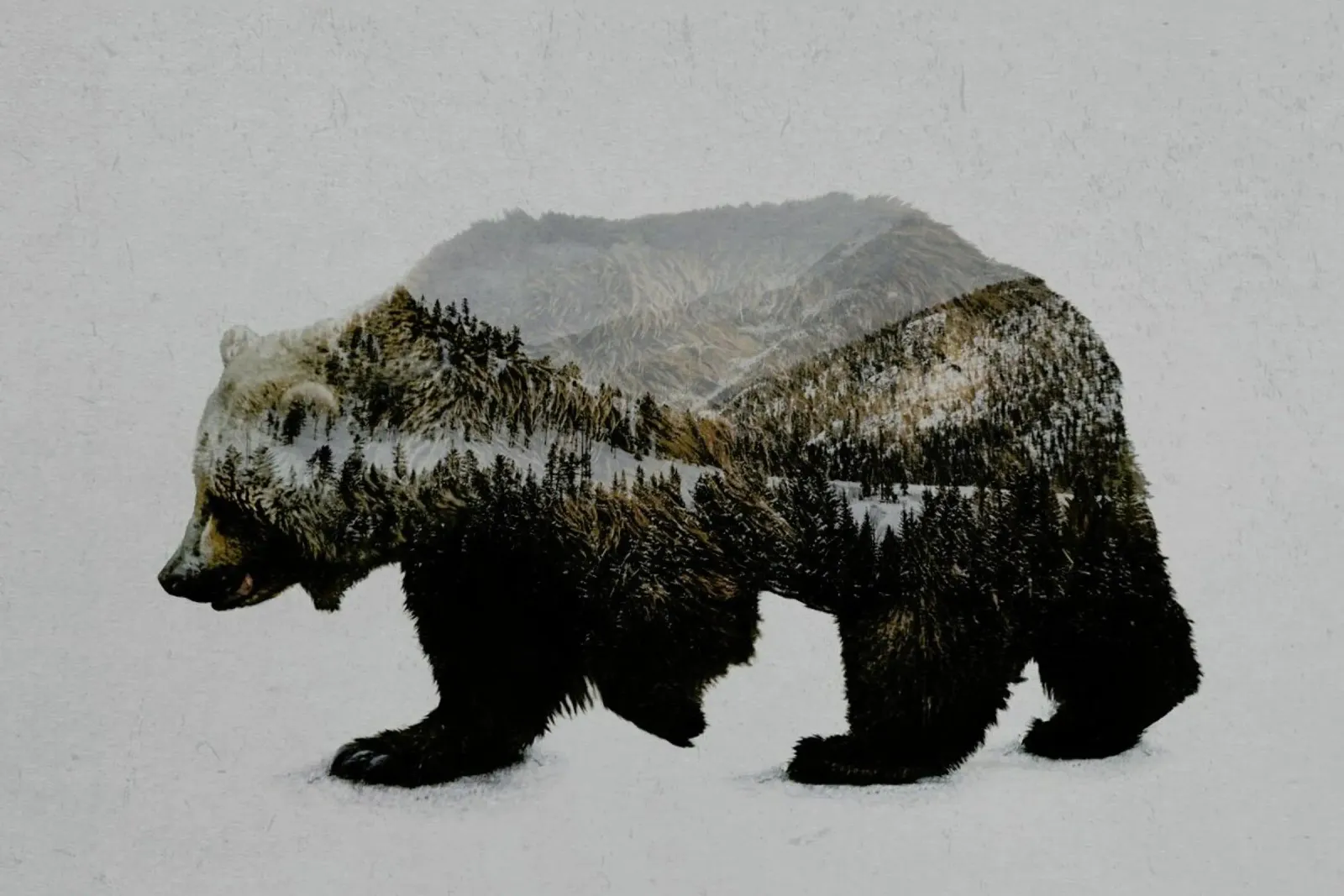 The Kodiak Brown Bear poster con telaio in plastica da Davies Babies