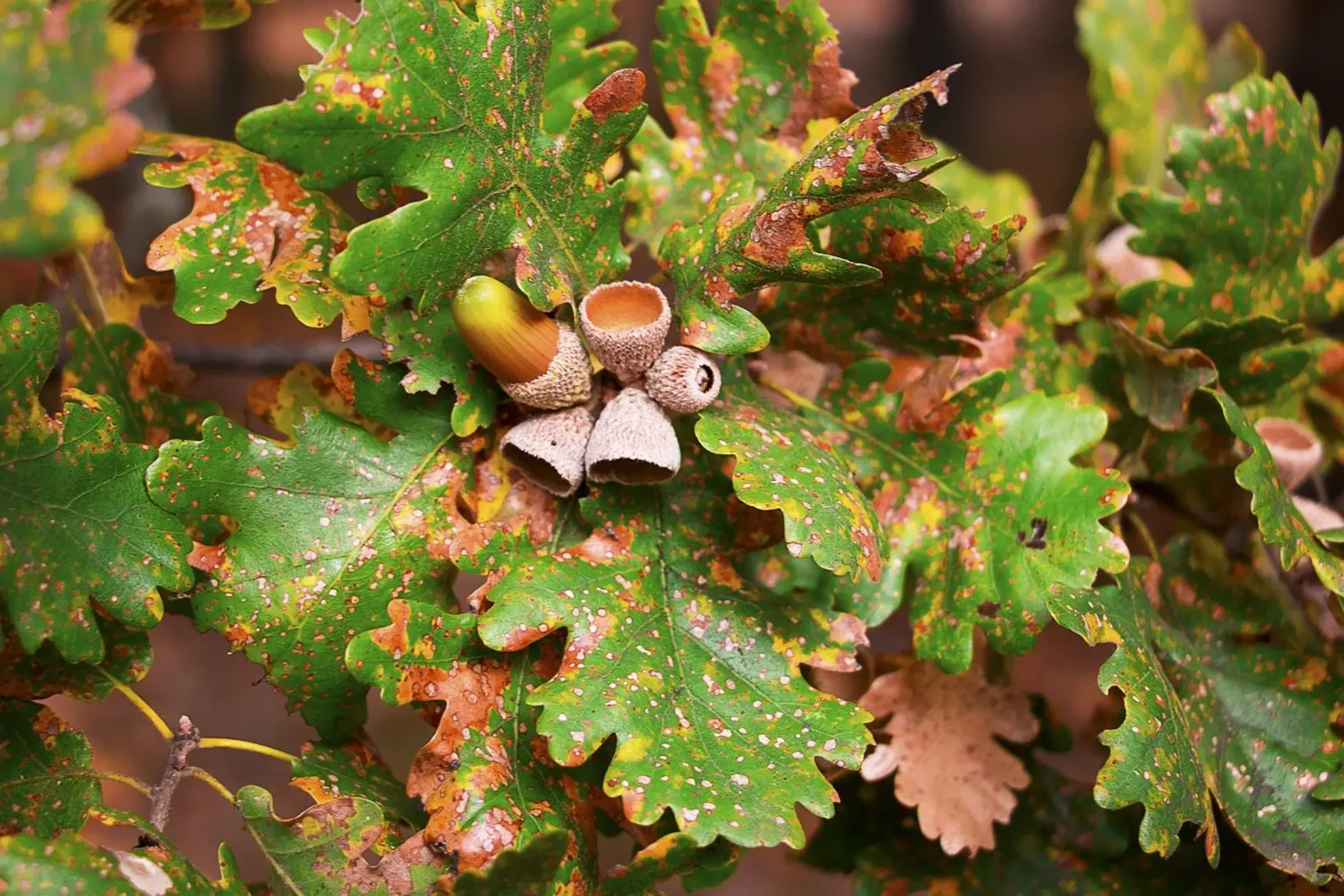 Nocciole tra le foglie d'autunno - Natura morta nel bosco tela con Cornice a cassetta da jay