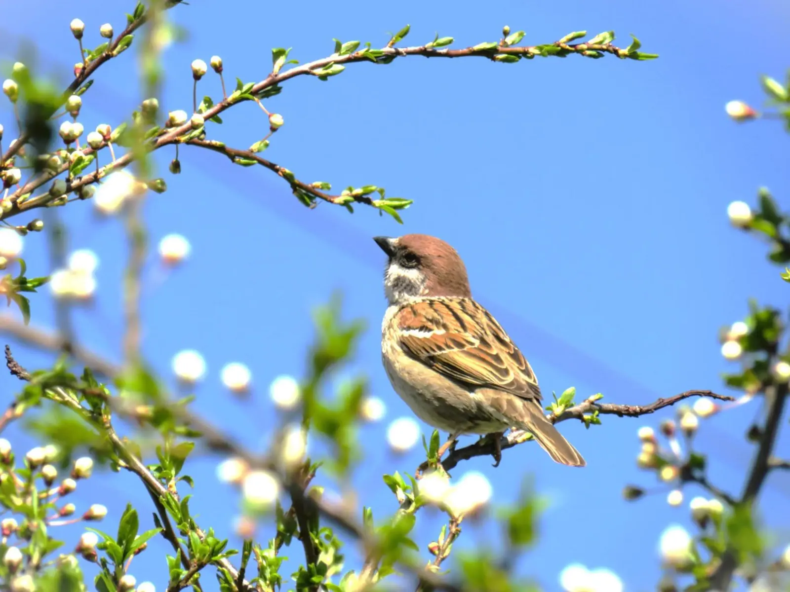 Tiny Sparrow Shape - Belleza media lienzo con Marco flotante de Nature's Palette