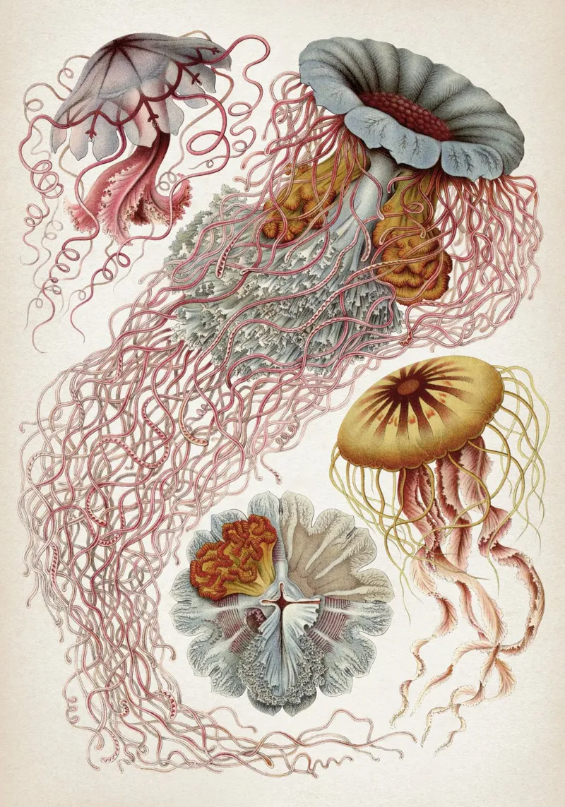 Vintage Haeckel 4 Tafel 8 Scheibenquallen poster by Vintage Print Collection