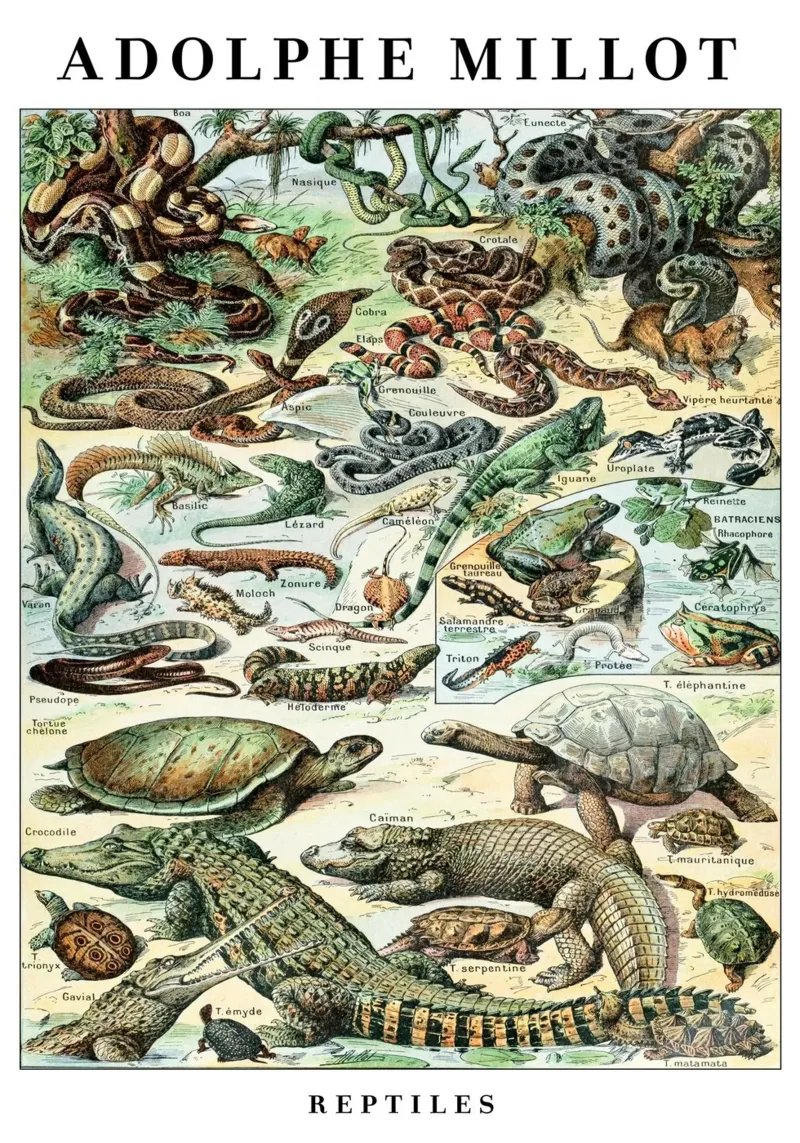 Poster d'epoca con illustrazione scientifica sui rettili poster con telaio in legno da Graham Robertson
