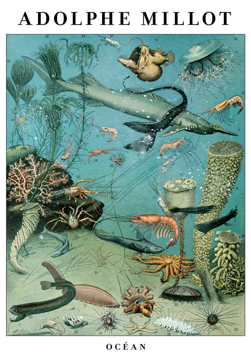 Poster scientifico d'epoca sull'oceano poster da Graham Robertson