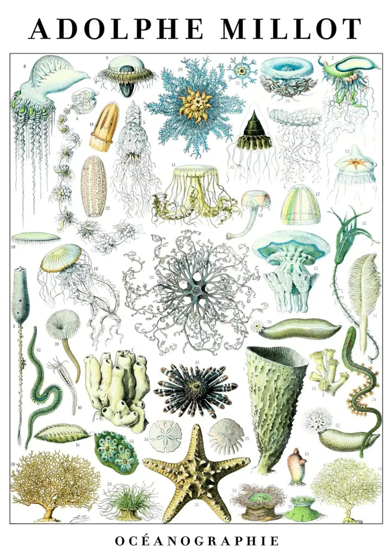 Poster d'epoca per l'oceanografia e l'illustrazione scientifica poster da Graham Robertson
