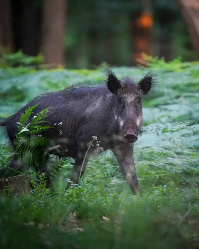 Cinghiale nella foresta tela con Cornice a cassetta da Tom's Wildlife