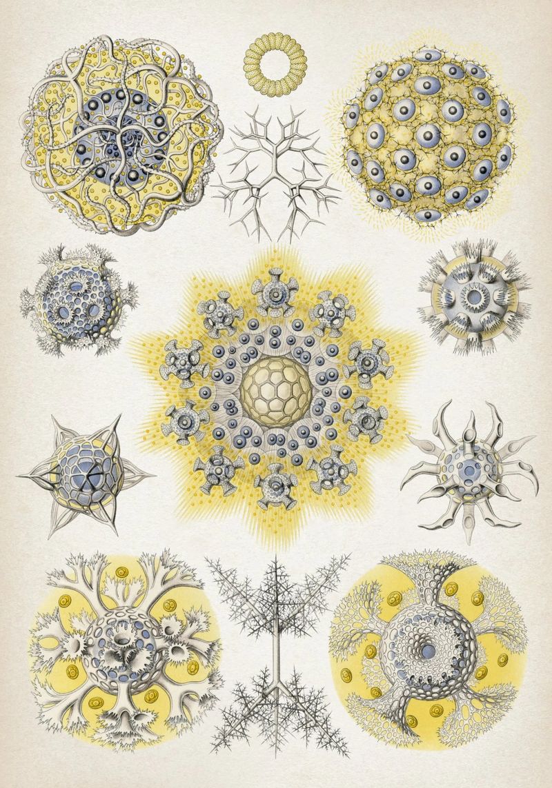 Vintage Haeckel 5 Tafel 51 Vereinsstrahlinge poster de Vintage Print Collection