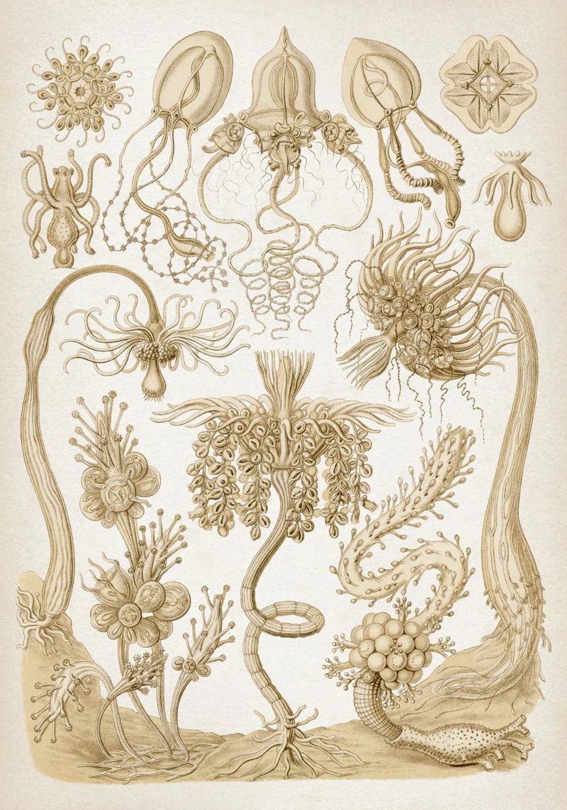 Vintage Haeckel 6 Tafel 6 Röhrenpolypen poster de Vintage Print Collection