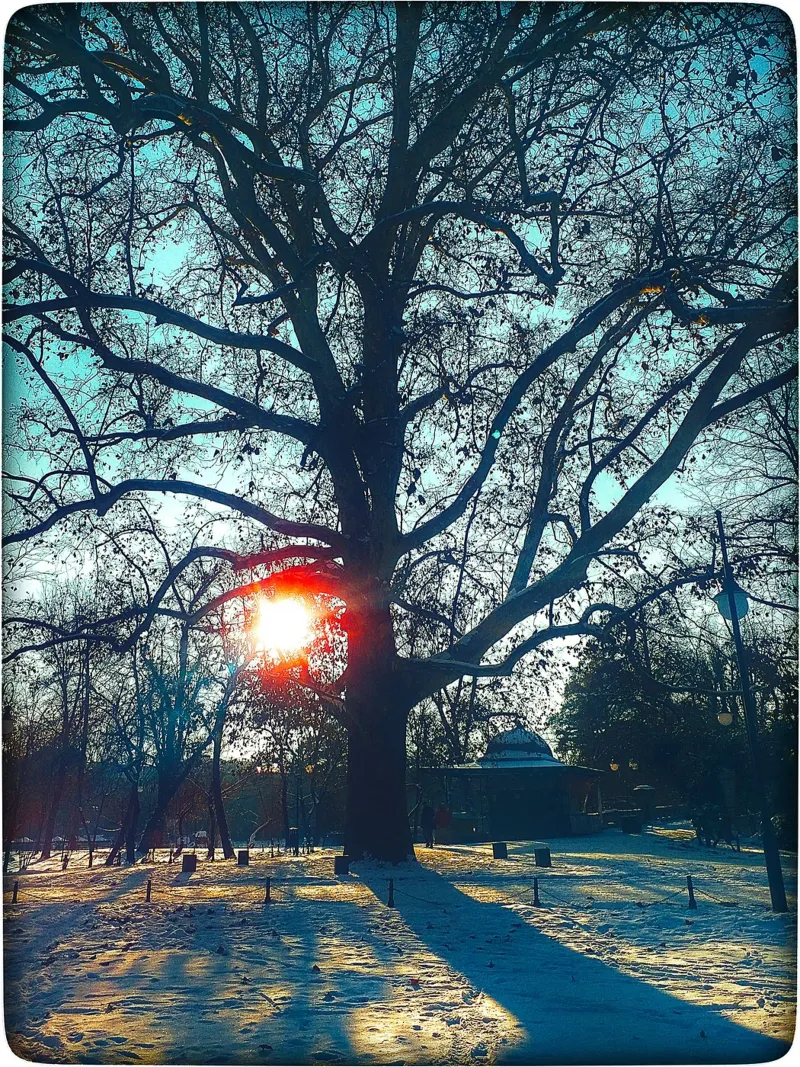 El ojo que lo ve todo - Impresión de un árbol de invierno al atardecer poster de jay