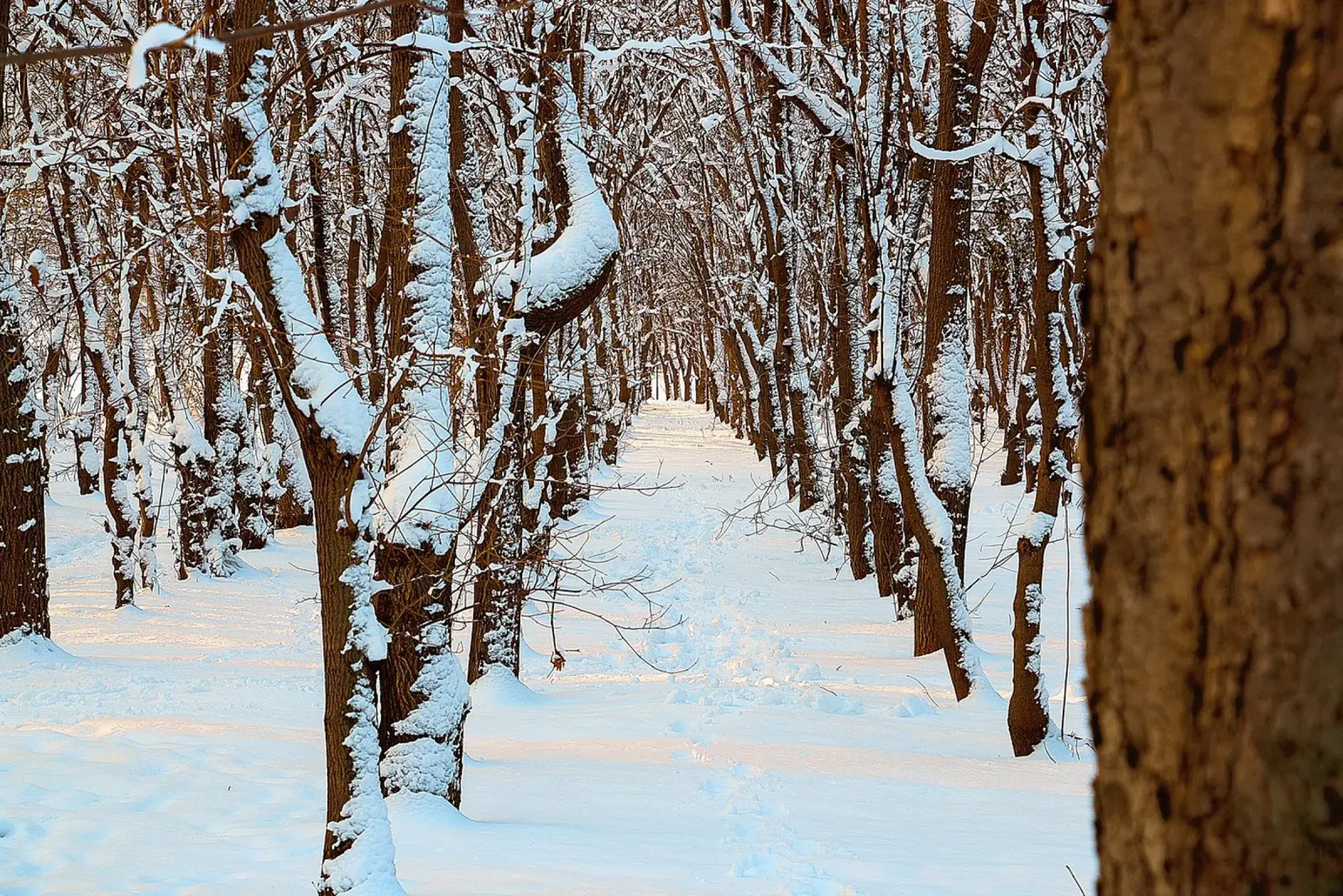 Pathways of Winter Silence - Nature Photography Print canvas with Floater frame by jay