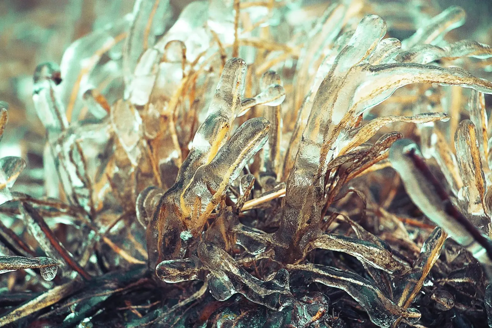 Frozen Grass – Abstract Winter Photography Print Leinwand mit Schattenfugenrahmen von jay