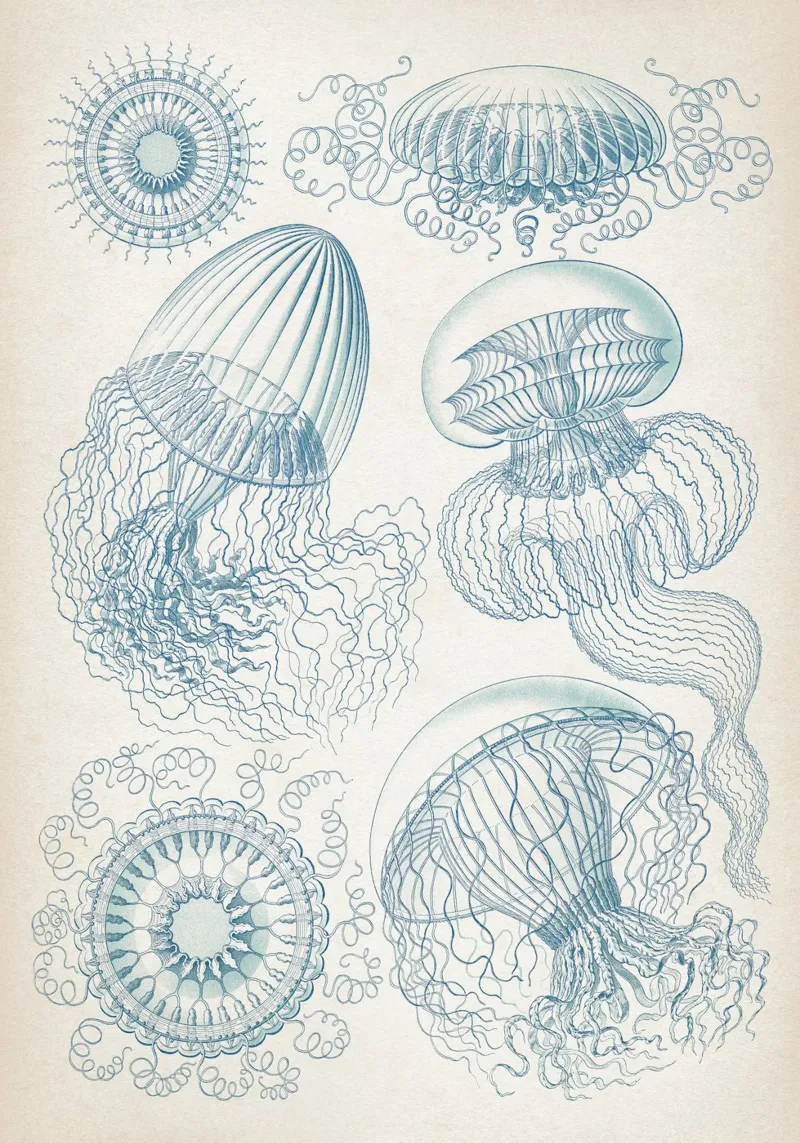 Vintage Haeckel 6 Tafel 36 Faltenquallen poster by Vintage Print Collection