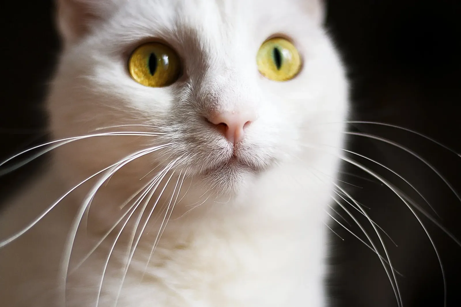 Cat Portrait Close-Up – Artistic Wall Print canvas with Floater frame by jay