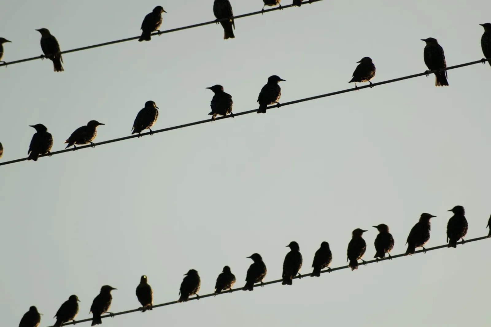 Birds poster da Carol Maia
