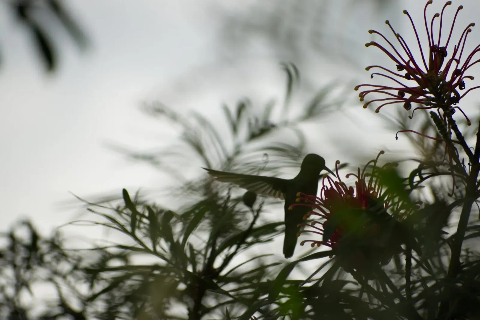 Humming bird and flowers poster da Carol Maia