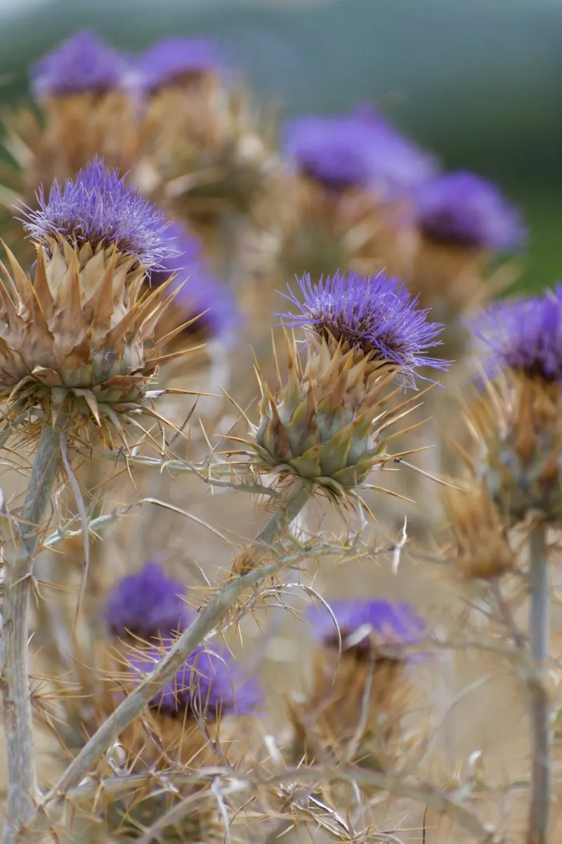 Thistles poster da Carol Maia