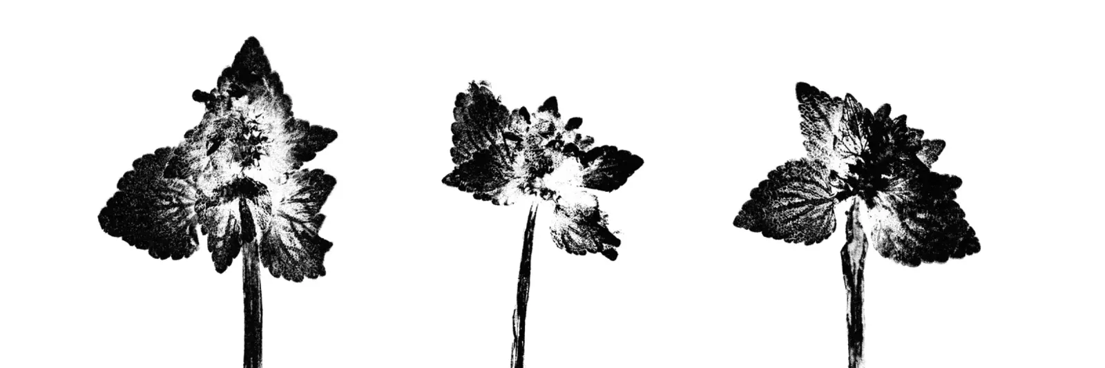 Impressioni botaniche | Lamium purpureum trio v2 poster da Ivona Maris