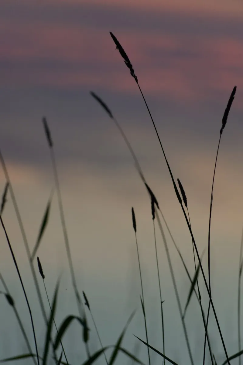 Sunset by the lake poster con telaio in legno da Carol Maia