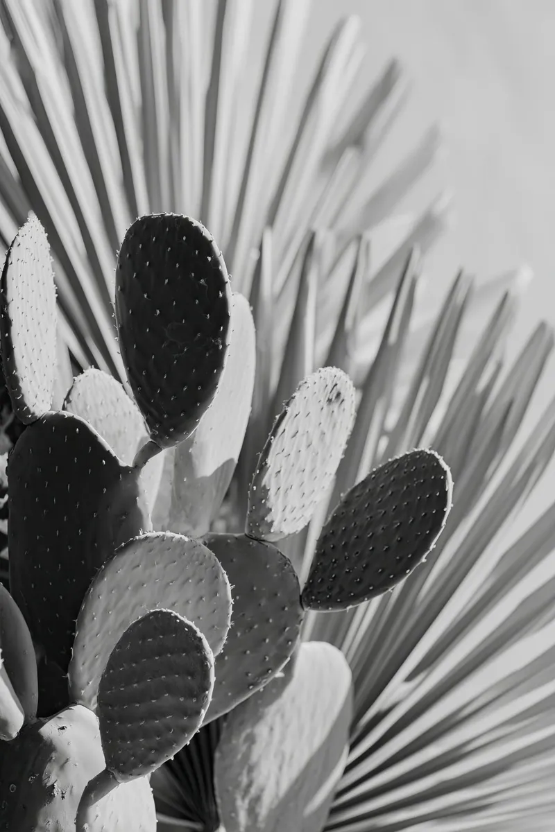 Cactus Poem No 01 Leinwand mit Schattenfugenrahmen von treechild