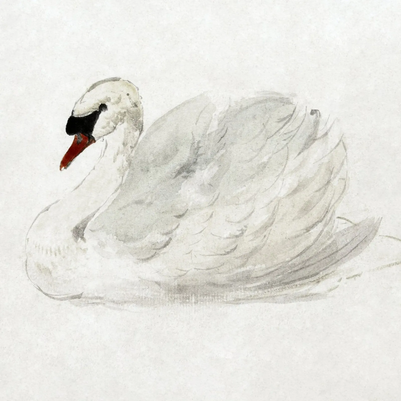 White swan drawing Leinwand mit Schattenfugenrahmen von vintageshop