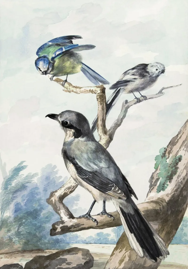 Three birds: a Long-tailed Tit, a Blue Tit and a Great Gray canvas with Floater frame by vintageshop