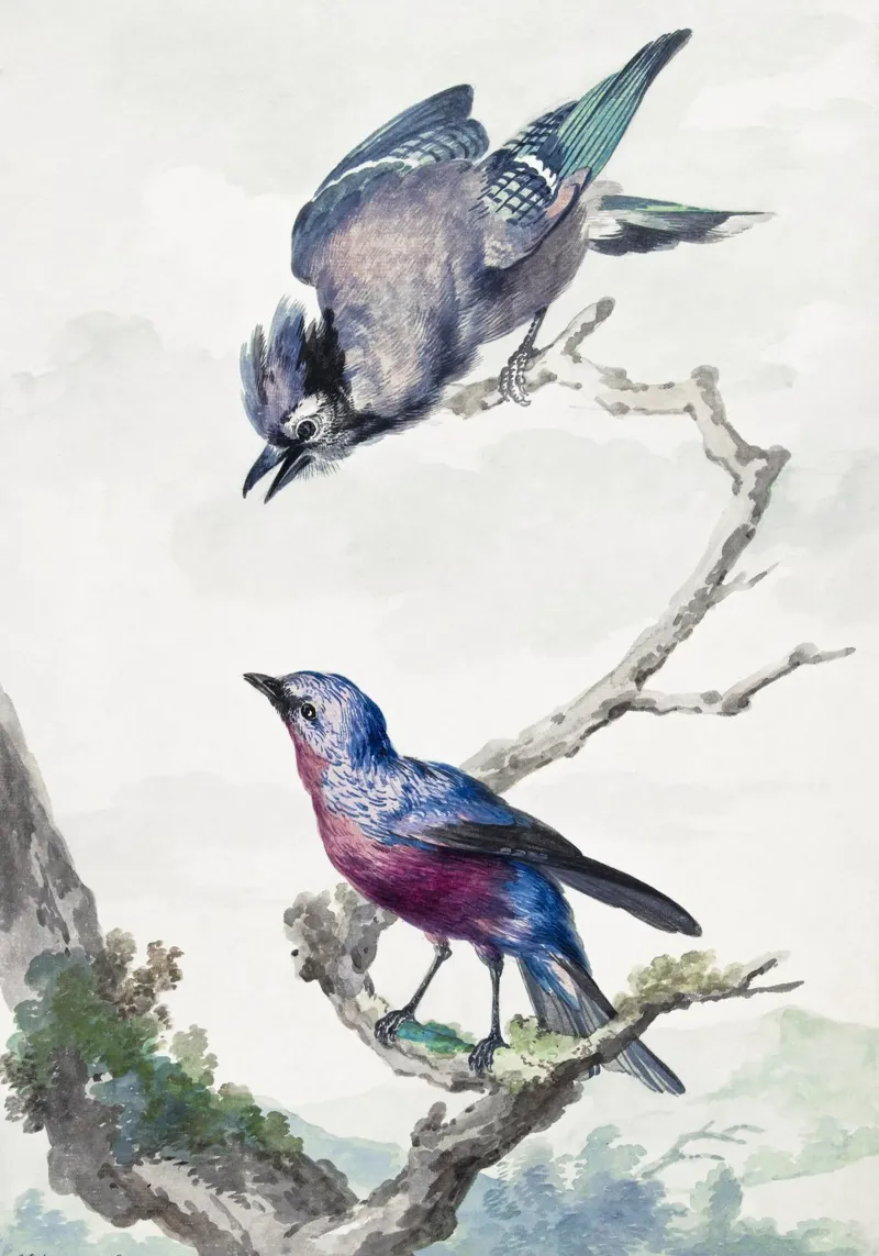 Two birds: a blue jay and a purple-breasted cotinga canvas with Floater frame by vintageshop