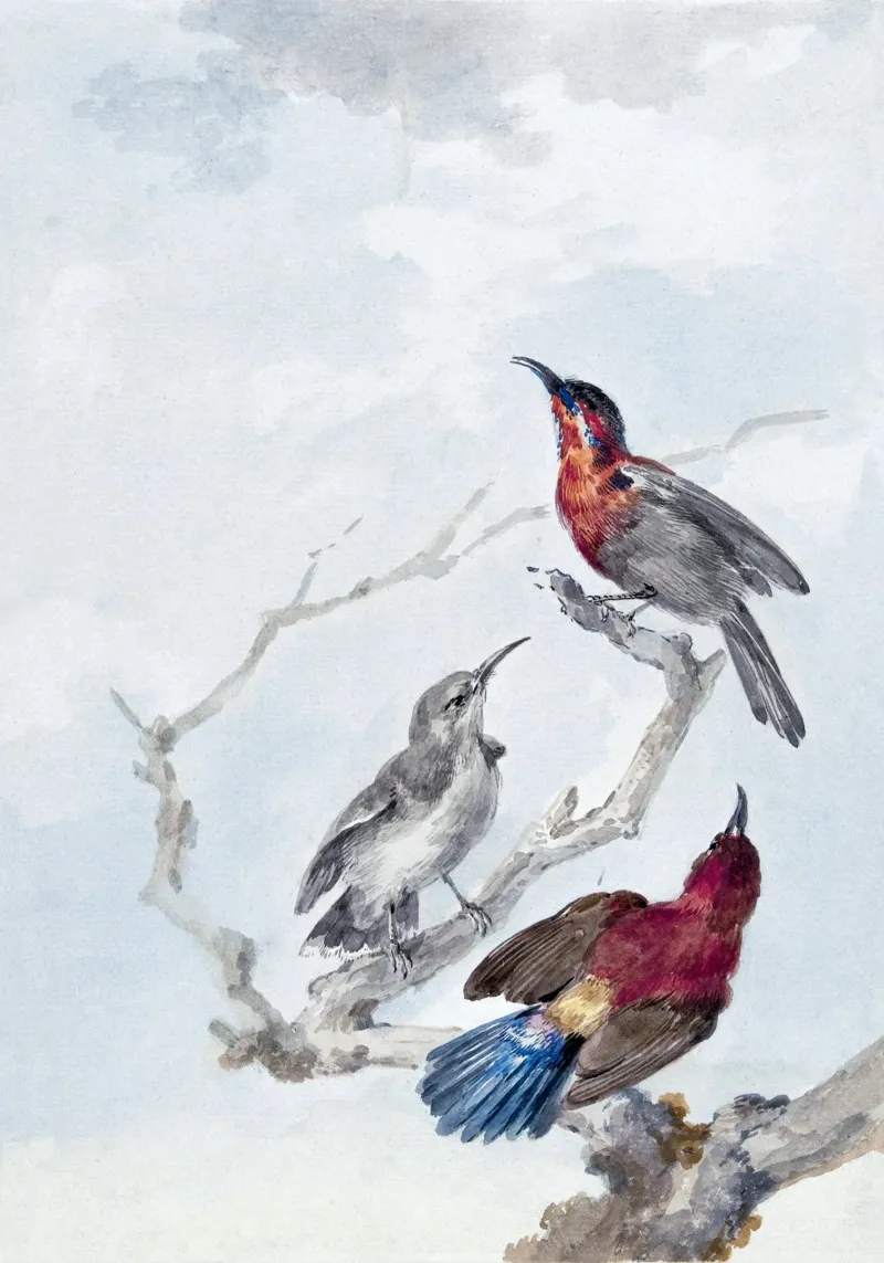 Three Crimson Sunbirds tela con Cornice a cassetta da vintageshop