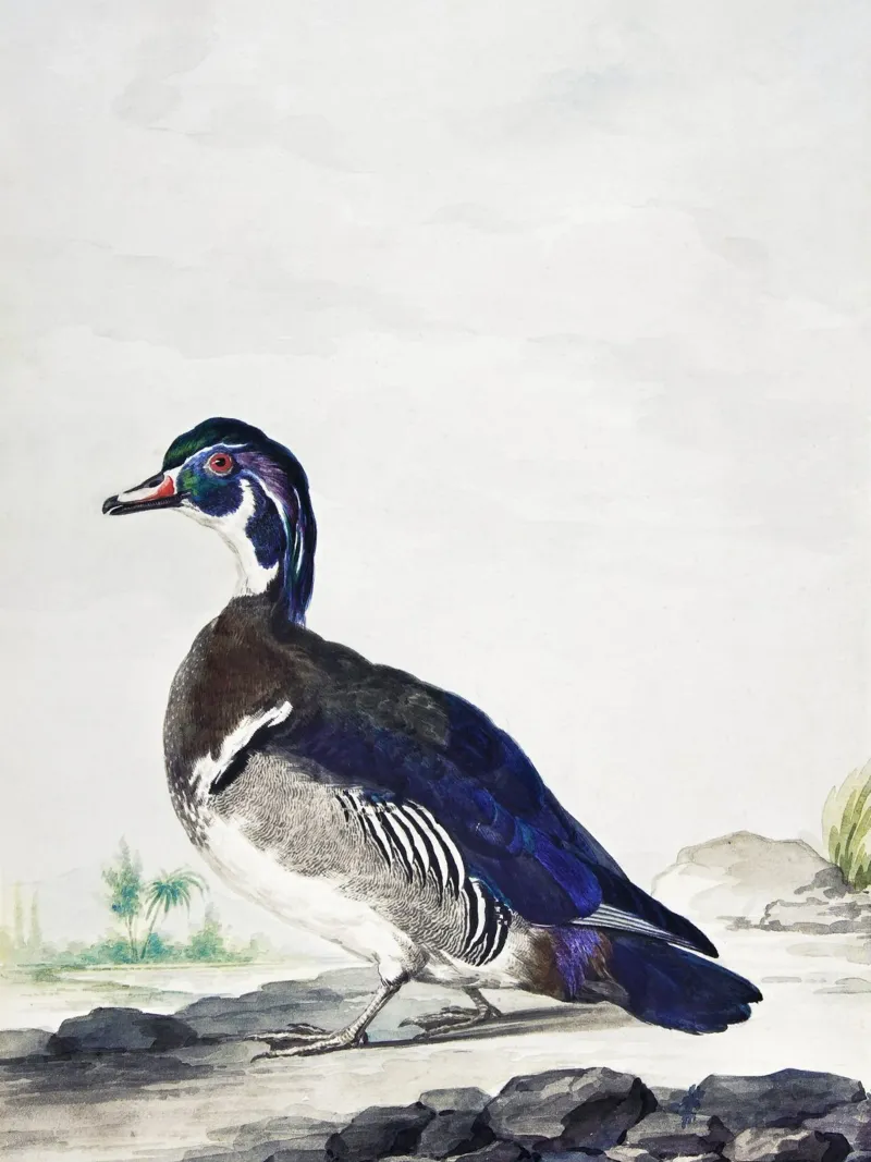 A Duck canvas with Floater frame by vintageshop