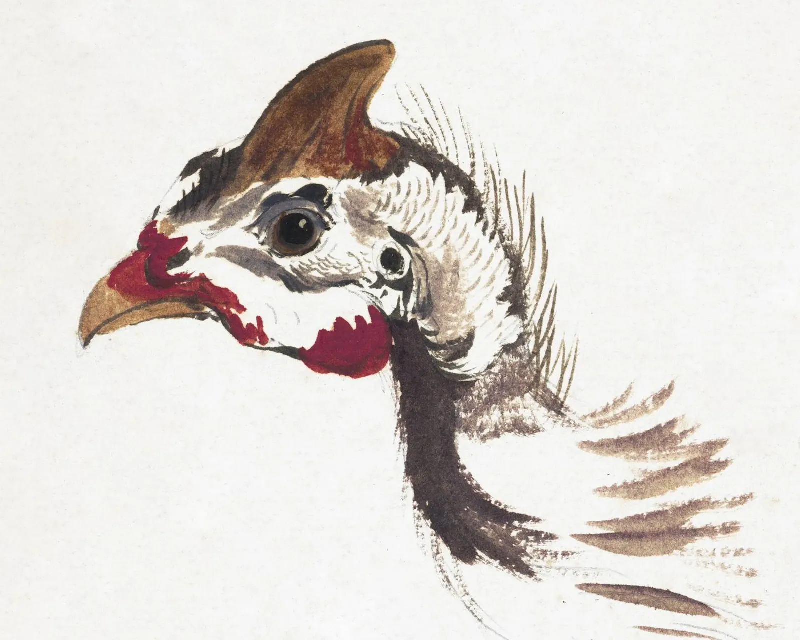 Head of a Helmeted Guineafowl poster con telaio in legno da vintageshop