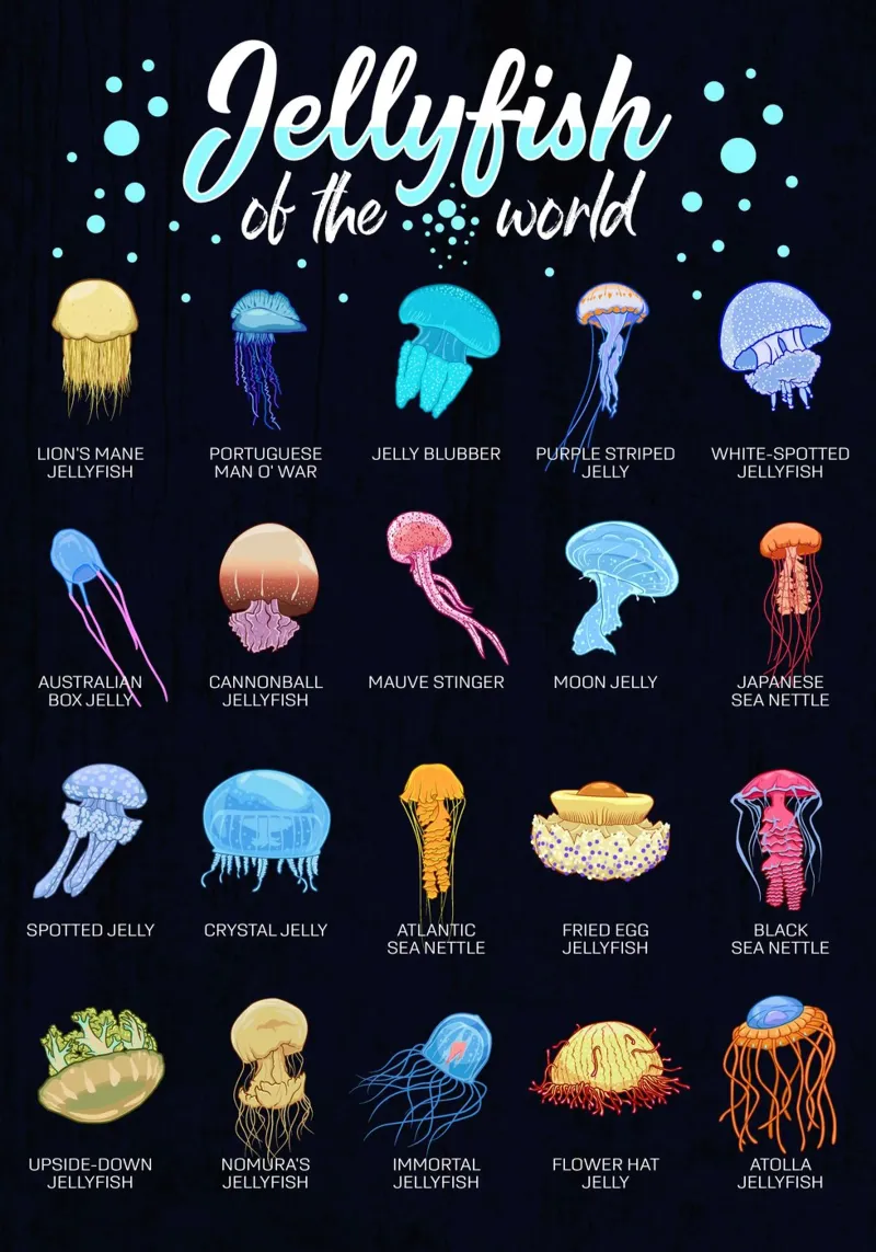 Le meduse del mondo - Übersicht poster da pixelbull - medieval art and more
