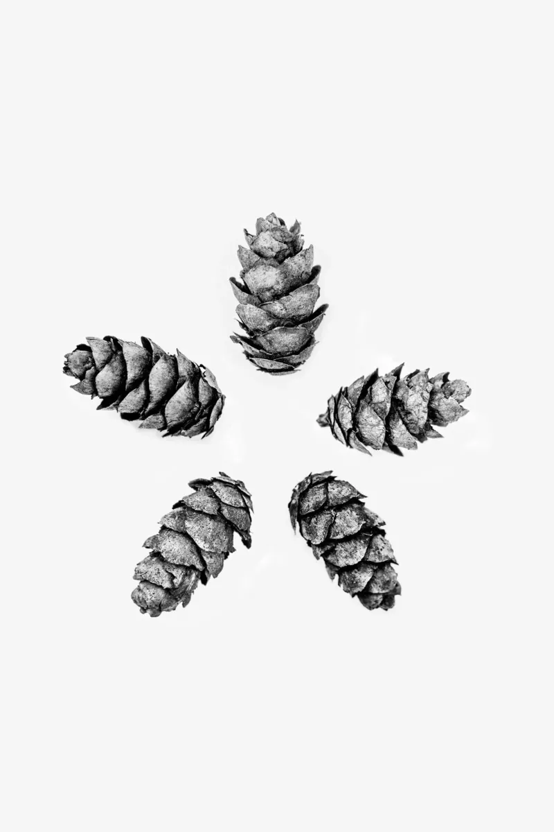 Pine Cones 5 carta hahnemühle da Mareike Böhmer Photography