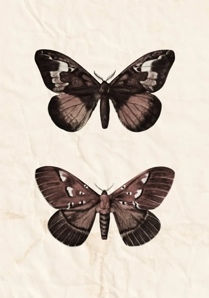 Vintage mottenprint, Dark Academia, gotische muurkunst canvas met Baklijst van vintagepod