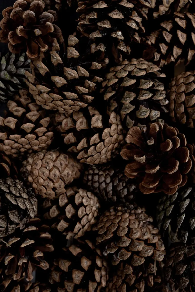 Pine Cones 6 carta hahnemühle da Mareike Böhmer Photography