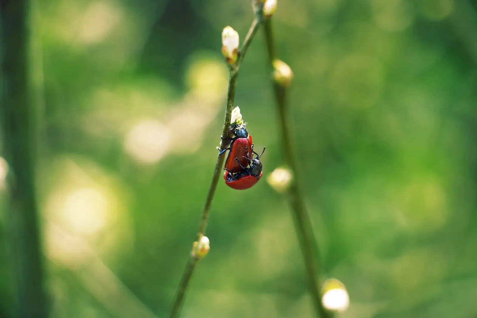 Amour dans les champs I - Coccinelles Photographie Print poster de jay