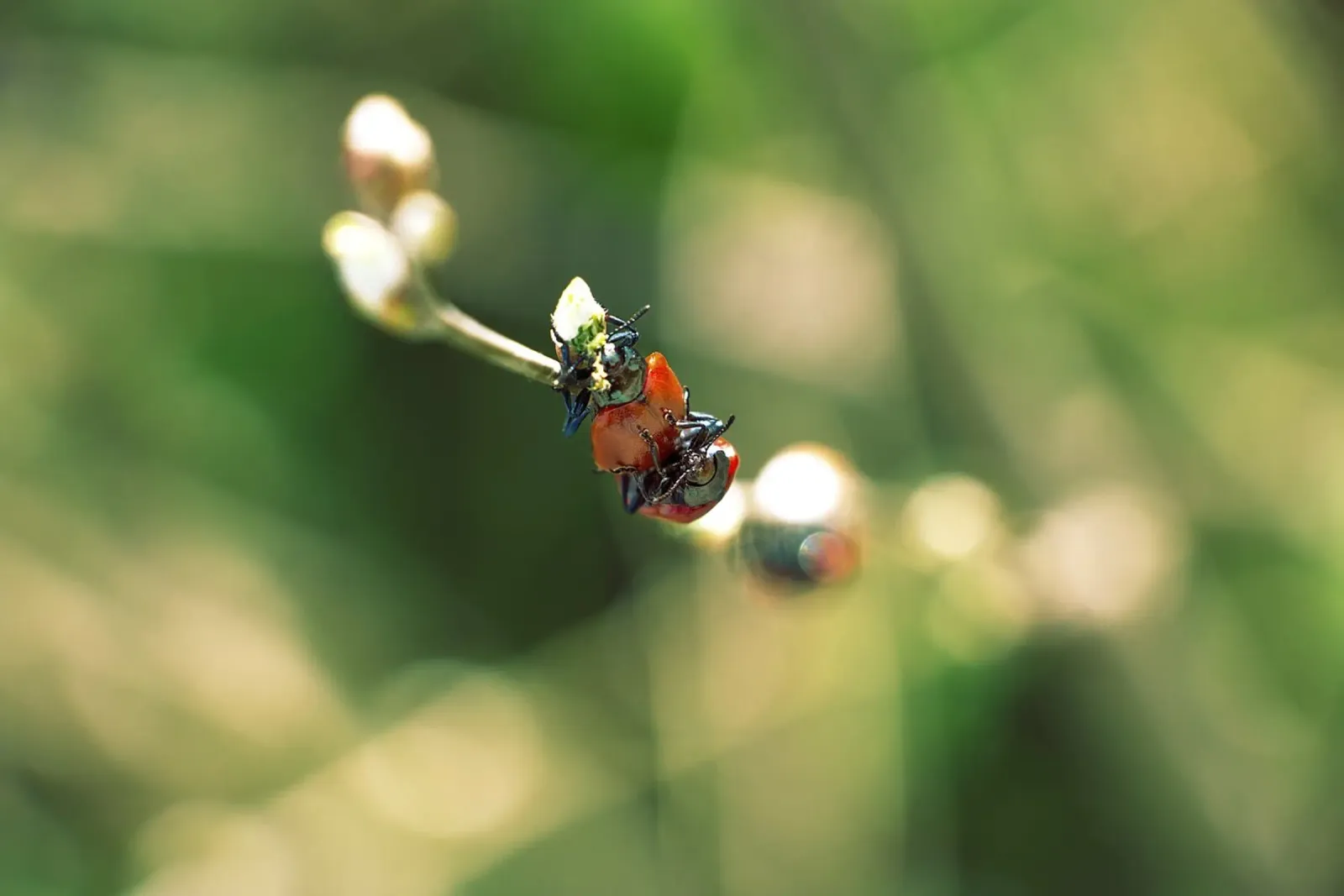 Amour dans les champs II - Coccinelles Photographie imprimée poster de jay