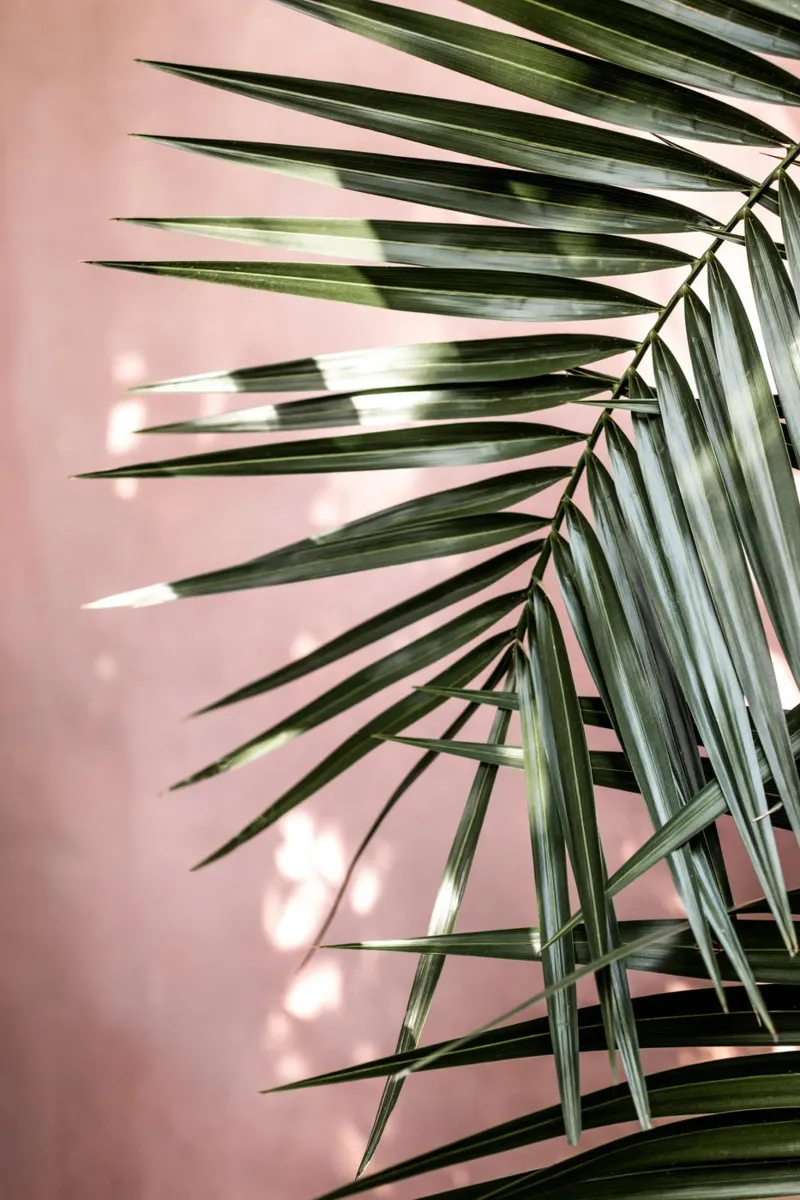 Palm Leaves 23 carta hahnemühle da Mareike Böhmer Photography