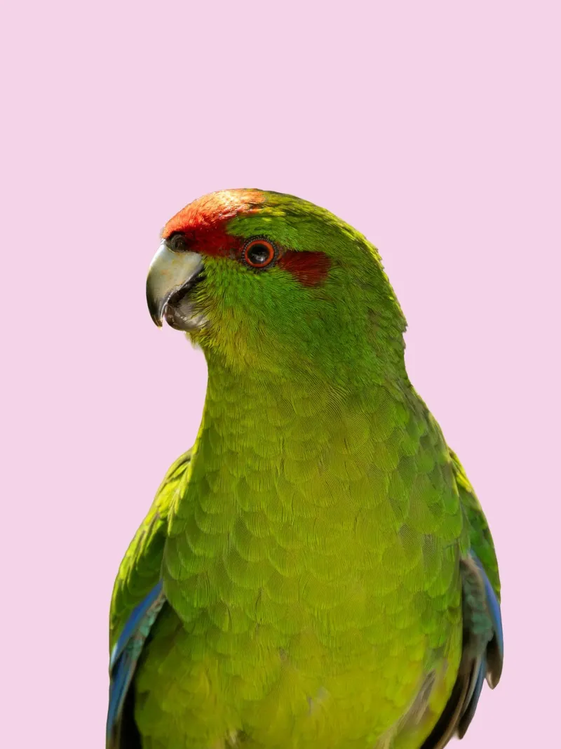 Pappagallo colorato / uccello su rosa poster con telaio in plastica da Schuhmann Design
